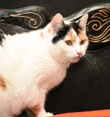 cat white with red and black