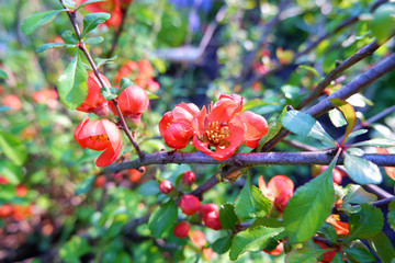 Red flowers cover branches on blurred garden. Flowering quince. Beautiful blooming red flowering quince flowers on branches with fresh new leaves in spring