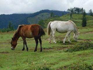 Naklejka na ściany i meble Two horses grazing on the highland meadow of Jumla Nepal 