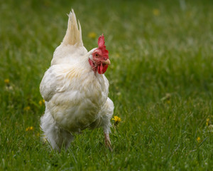 free range chicken on the grass organic feeding