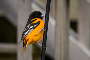 Baltimore Oriole on a spring day returning to the midwest