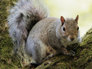 A Grey Squirrel (Sciurus carolinensis) sits on a branch in a tree at Newmiller Dam, in Wakefield, Yorkshire as it looks at the photographer.