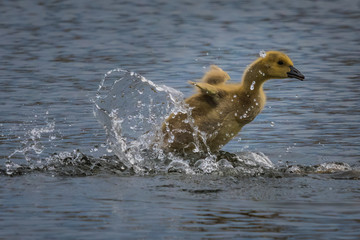 Baby Canada Goose trying to fly off of the lake