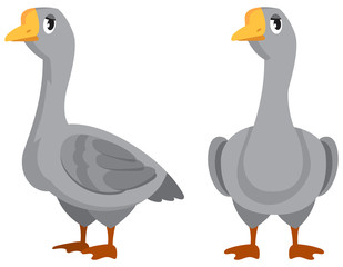 Male goose in different poses. Farm animal in cartoon style.