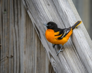 Oriole on stair rail