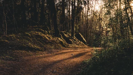 Fotobehang Slaapkamer Humeurig boslandschap in Uppsala, Zweden. Dit is een natuurreservaat in de buurt van Uppsala dat prachtig is.  © Erik