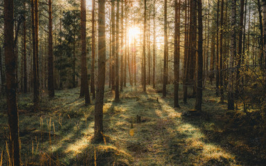 Moody forrest lanscape in Uppsala Sweden. This is a nature reserve near Uppsala that is beautiful. - obrazy, fototapety, plakaty