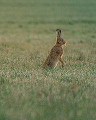 Rabbit i in grass early morning.