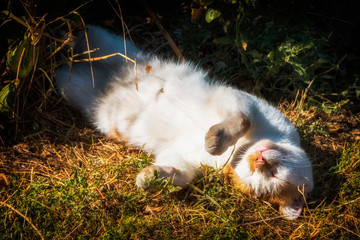 Street cat sunbathing in the sun.