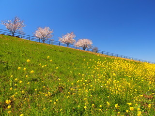 春の江戸川土手の桜並木と青空風景