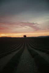 Obraz premium Landscape of a lavender field at sunset