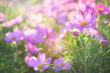Pink flowers in the morning as the sun shone in golden light, pink meadow flowers in summer. Beautiful scenery in flower garden