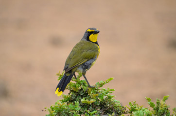 Bird in the desert