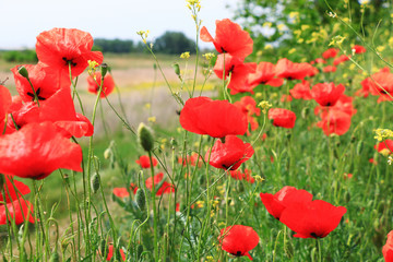 Fototapeta premium red Poppy field , close up
