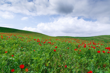 Fototapeta na wymiar Red poppies beautiful flowering meadow with poppies on a background of blue sky. Beautiful spring and summer natural background. Tourism and travel