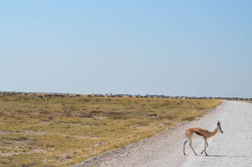 Impala