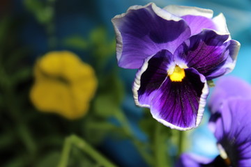 beautiful purple flower macro shot in the garden