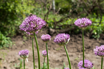 Fototapeta premium In the spring garden, allium blooms on which bees flock.