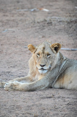 Lazy lion