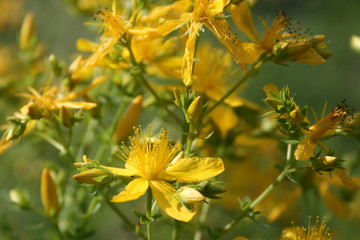 zvirobiy hypericum