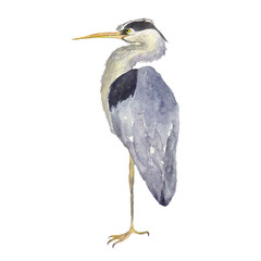 Watercolor heron bird isolated on white background. Hand drawing illustration of Grey heron. One Japonese bird. Perfect for cards, print, sticker, greeting card.