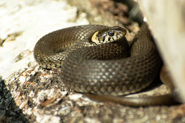 Grass snake basking on the bark of a tree