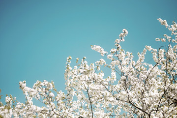 cherry flowers against the sky