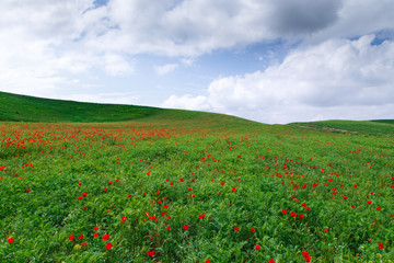 Fototapeta na wymiar Blooming meadow of red poppies. Beautiful summer landscape with blooming poppies field. Kyrgyzstan Tourism and travel.