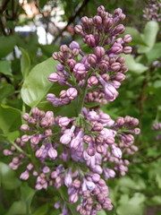 pink lilac flowers