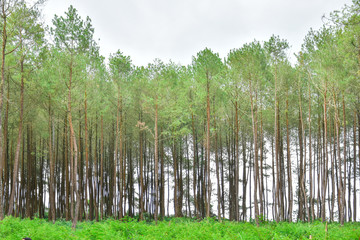 Fototapeta premium Beautiful summer forest with different trees. HD Image and Large Resolution. can be used as background and desktop wallpaper