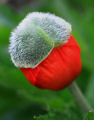 Close up of a large bright red vibrant Poppy head bud with it's shell still on the head