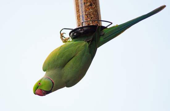 Green ring necked Parakeet hanging upside down from a bird feeder