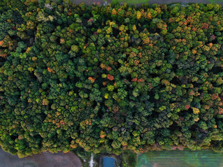 green and yellow leaves from above