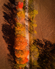 red and yellow trees from above