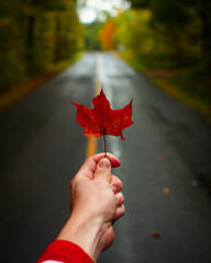 maple leaf