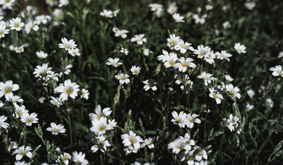 Lots of small white flowers in close-up.