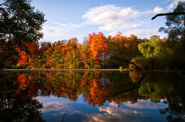 autumn trees reflected in water