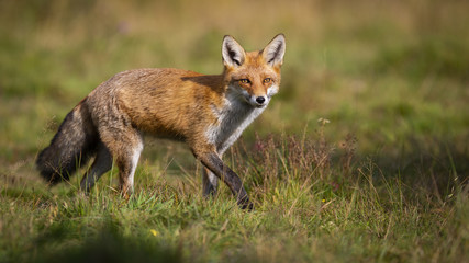 Naklejka na ściany i meble Active red fox, vulpes vulpes, hunting on green meadow in autumn nature with copy space. Energetic mammal walking on a sunny day from side view. Animal predator in wilderness.