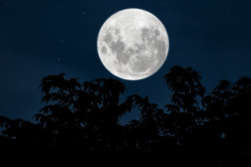 Fototapeta na wymiar Full moon with silhouette trees in the night.