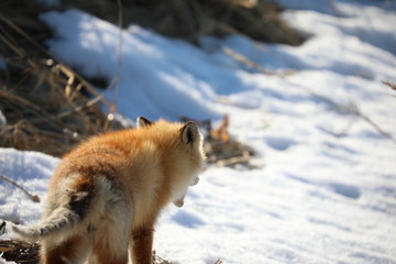 red fox in snow