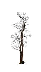 Dry tree without leaves