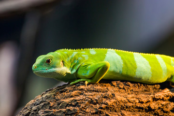 the closeup image of Fiji banded iguana (Brachylophus fasciatus) 
An arboreal species of lizard endemic to some of the southeastern Fijian islands. 