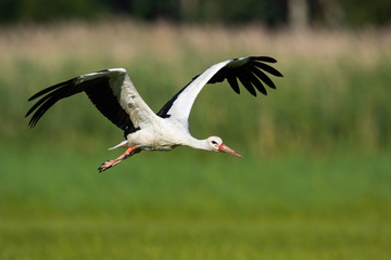 White stork, ciconia ciconia, flying above meadow with wings open in summer nature. Wild bird with long red beak approaching in air from front view. Animal wildlife moving forward.