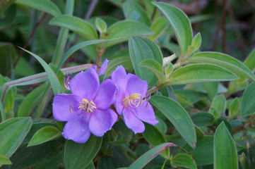 Melastoma malabathricum flowers bloom on the hill