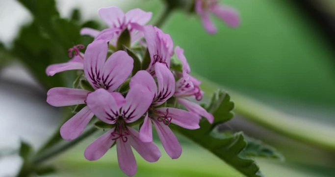 Macro pink flowers cluster of mosquito repelling plant Mozzie buster