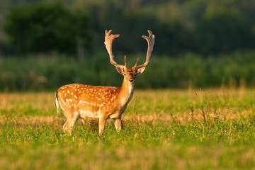 Alert fallow deer, dama dama, stag with growing antlers covered in velvet looking on stubble field in summer at sunrise. Attentive male mammal with white spots on orange fur sunlit in the morning.