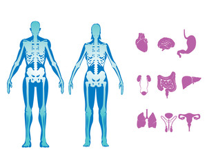 human body vector set