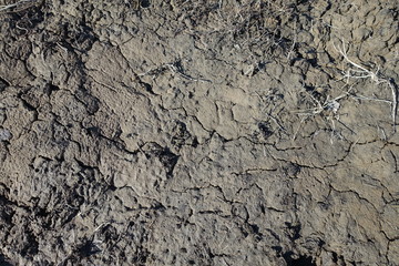 Cracked wet mud clay earth background. Texture of wet soil, top view.