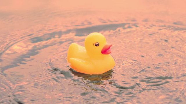 Yellow rubber duck toy falls in lake, drops splatter