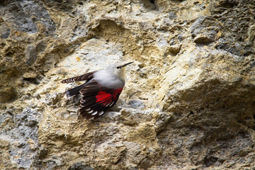 Little wallcreeper, tichodroma muraria, with open wings and visible red plumage on rocky wall in mountains. Endangered bird species climbing steep hillside in nature.